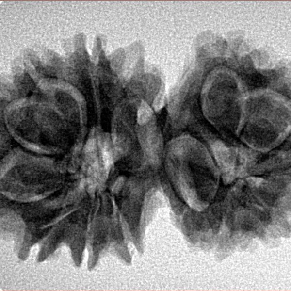 14 Mk Gaurishankar 32mm 5.06gm - Inverse xray