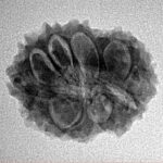 14 Mukhi Rudraksha 21.5mm 2.51gm - Inverse xray
