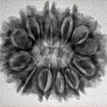 12 Mukhi Rudraksha 27mm 4.59gm - Inverse xray