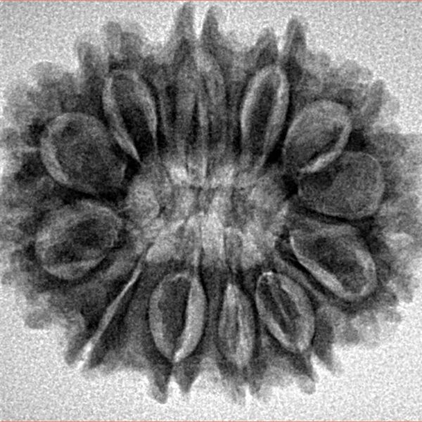 12 Mukhi Rudraksha 27mm 4.59gm - Inverse xray