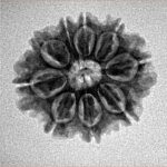 9 Mukhi Rudraksha 21.7mm 2.58gm - Inverse xray