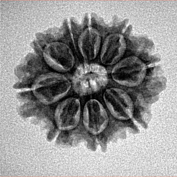 9 Mukhi Rudraksha 21.7mm 2.58gm - Inverse xray