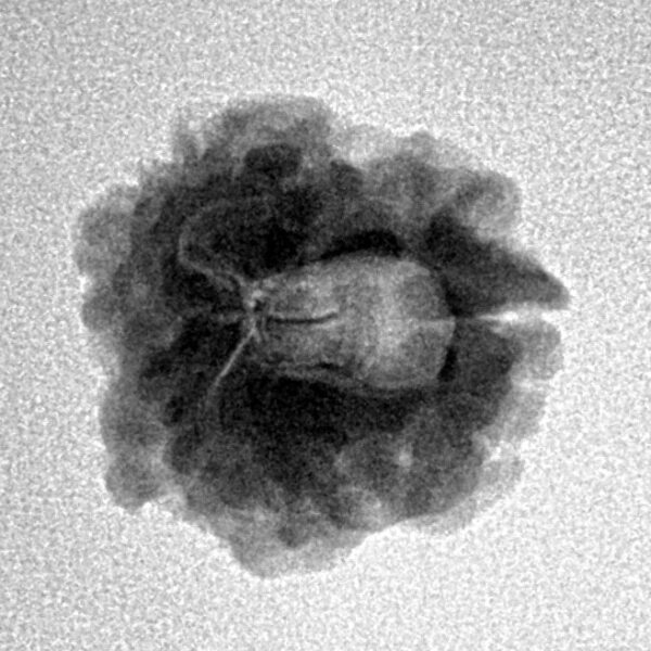 1 Mukhi Rudraksha 17.7mm 2.08gm - Inverse xray