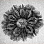9 Mukhi Rudraksha 24.2mm 3.59gm - Inverse xray