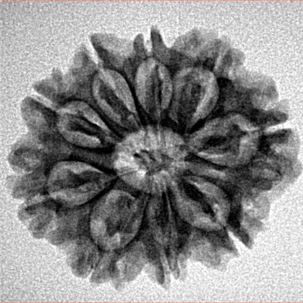 9 Mukhi Rudraksha 24.2mm 3.59gm - Inverse xray