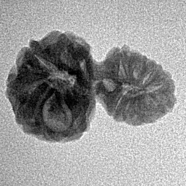 17 MK Gaurishankar 21mm 1.38gm - Inverse xray