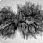 15 MK Gaurishankar 34.3mm 4.92gm - Inverse xray