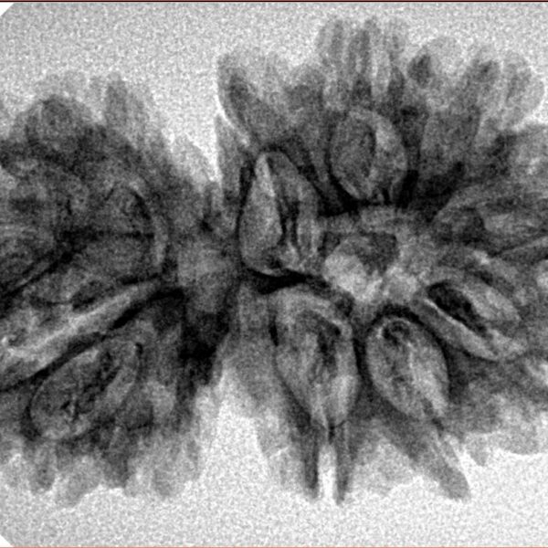 15 MK Gaurishankar 34.3mm 4.92gm - Inverse xray