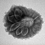 14 Mukhi Rudraksha 21.3mm 2.63gm - Inverse xray