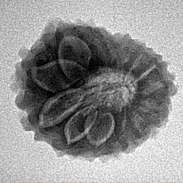 14 Mukhi Rudraksha 21.3mm 2.63gm - Inverse xray