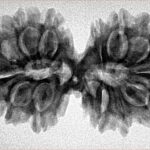 14 Mk Gaurishankar 34.8mm 5.45gm - Inverse xray