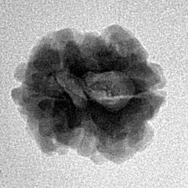 2 Mukhi Rudraksha 18.2mm 1.87gm - Inverse xray