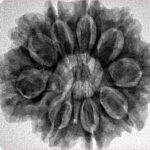 9 Mukhi Rudraksha 28.1mm 6.24gm - Inverse xray