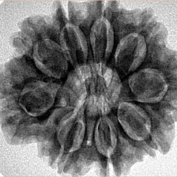 9 Mukhi Rudraksha 28.1mm 6.24gm - Inverse xray