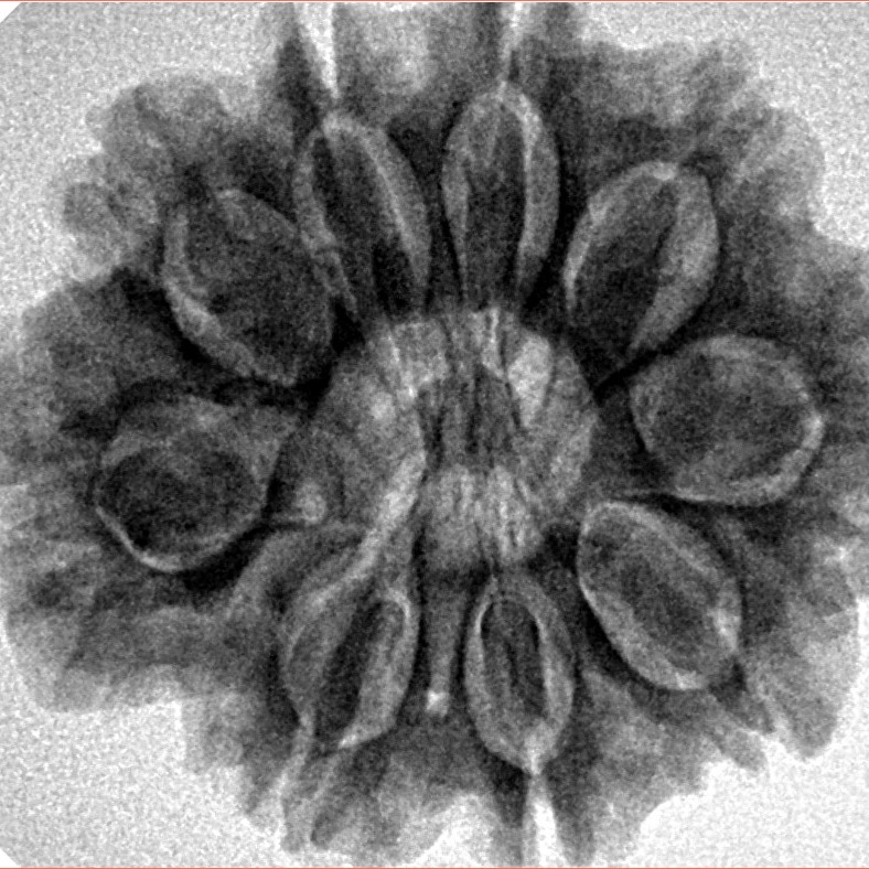 9 Mukhi Rudraksha 28.1mm 6.24gm - Inverse xray