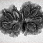 9 Mukhi G.S & Ganesh 30.7mm 5.56gm - Inverse xray