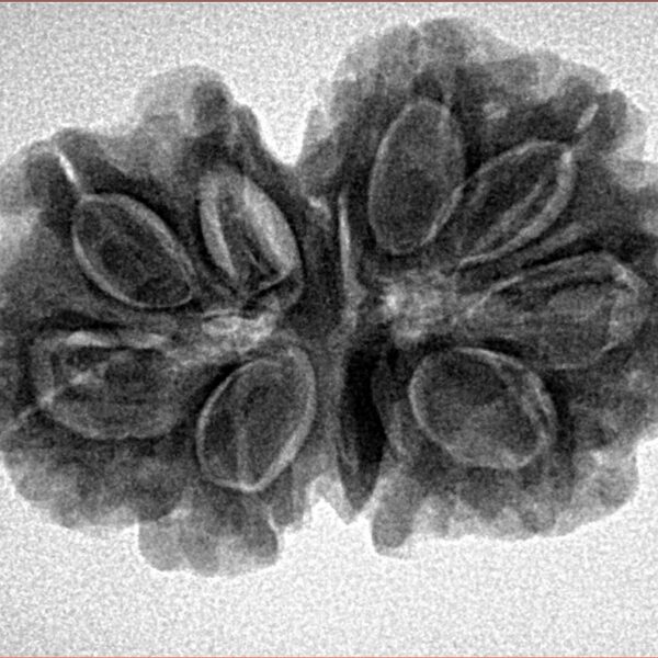 9 Mukhi G.S & Ganesh 30.7mm 5.56gm - Inverse xray
