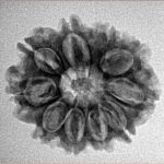 10 Mukhi Rudraksha 23.7mm 3.18gm - Inverse xray
