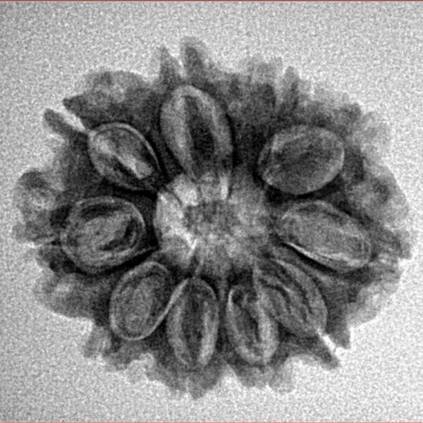 10 Mukhi Rudraksha 23.7mm 3.18gm - Inverse xray
