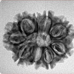 9 Mukhi Rudraksha 25mm 3.19gm - Inverse xray