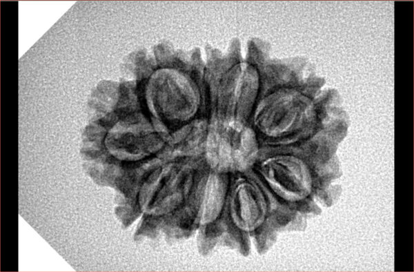 9 Mukhi Rudraksha 25mm 3.19gm - Inverse xray