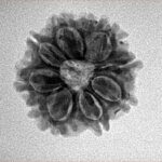 8 Mukhi Rudraksha 20.6mm 2.8gm - Inverse xray