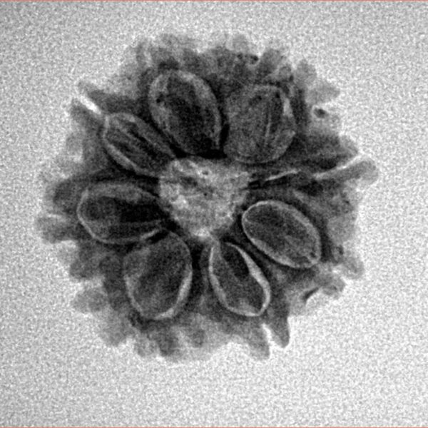 8 Mukhi Rudraksha 20.6mm 2.8gm - Inverse xray