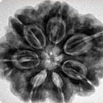 7 Mukhi Rudraksha 28.5mm 7.74gm - Inverse xray