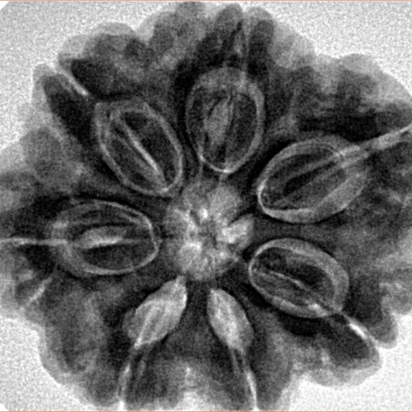 7 Mukhi Rudraksha 28.5mm 7.74gm - Inverse xray