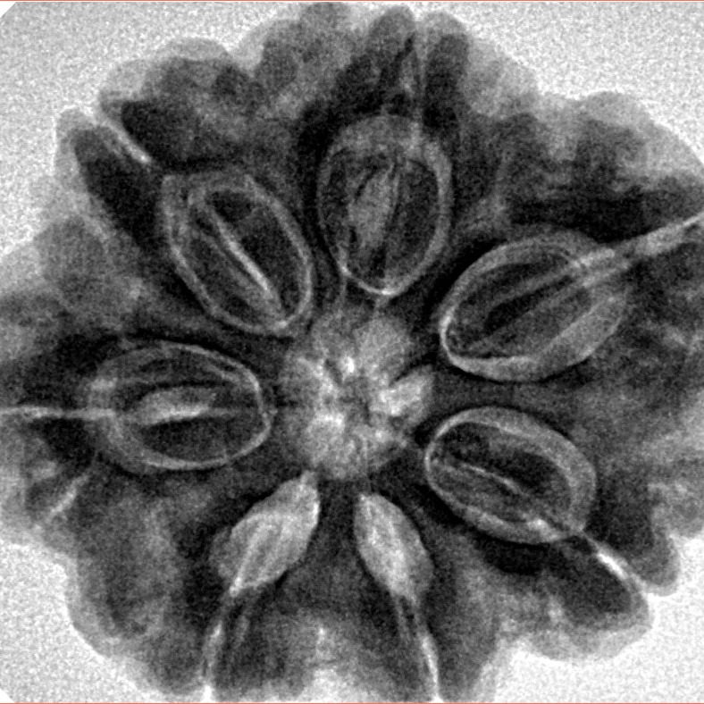 7 Mukhi Rudraksha 28.5mm 7.74gm - Inverse xray