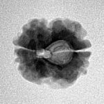 2 Mukhi Rudraksha 17.1mm 1.58gm - Inverse xray