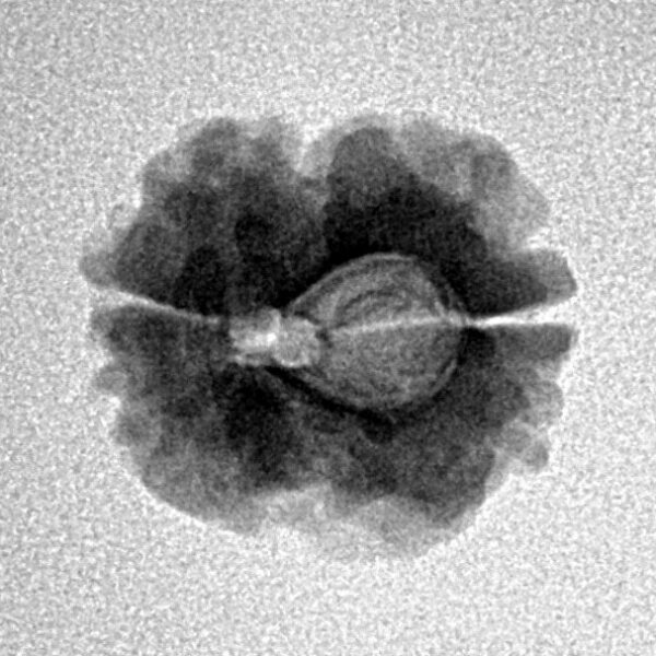 2 Mukhi Rudraksha 17.1mm 1.58gm - Inverse xray