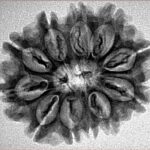 11 Mukhi Rudraksha 27.1mm 3.91gm - Inverse xray