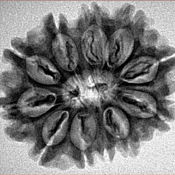 11 Mukhi Rudraksha 27.1mm 3.91gm - Inverse xray