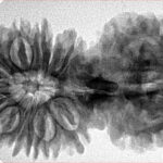 17 MK Gaurishankar 41.7mm 7.66gm - Inverse xray