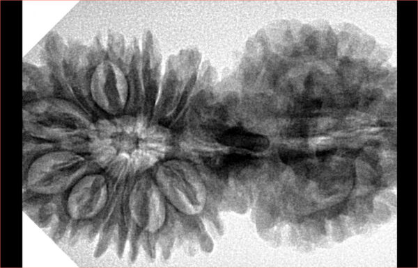 17 MK Gaurishankar 41.7mm 7.66gm - Inverse xray