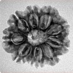 10 Mukhi Rudraksha 23.8mm 3.36gm - Inverse xray