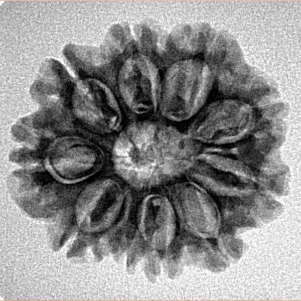 10 Mukhi Rudraksha 23.8mm 3.36gm - Inverse xray