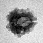 1 Mukhi Rudraksha 15.9mm 1.38gm - Inverse xray