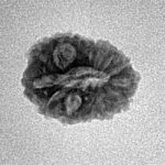 14 Mukhi Rudraksha 15.3mm 1gm - Inverse xray
