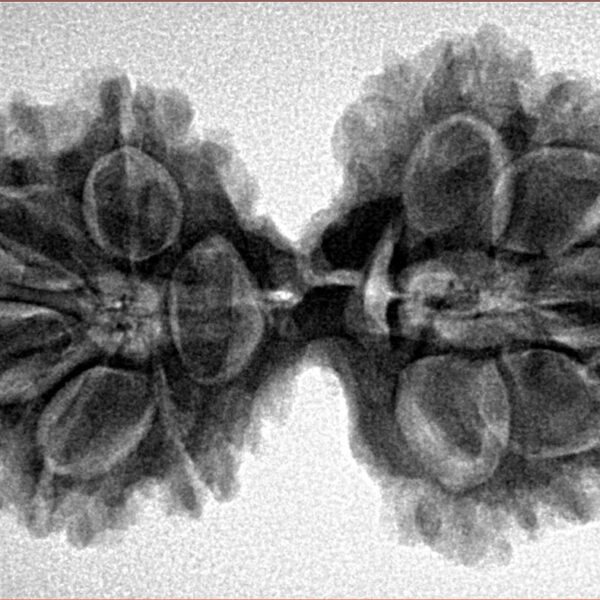 10 Mk Gaurishankar 36mm 6.38gm - Inverse xray