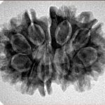 11 Mukhi G.S & Ganesh 28.3mm 4.39gm - Inverse xray