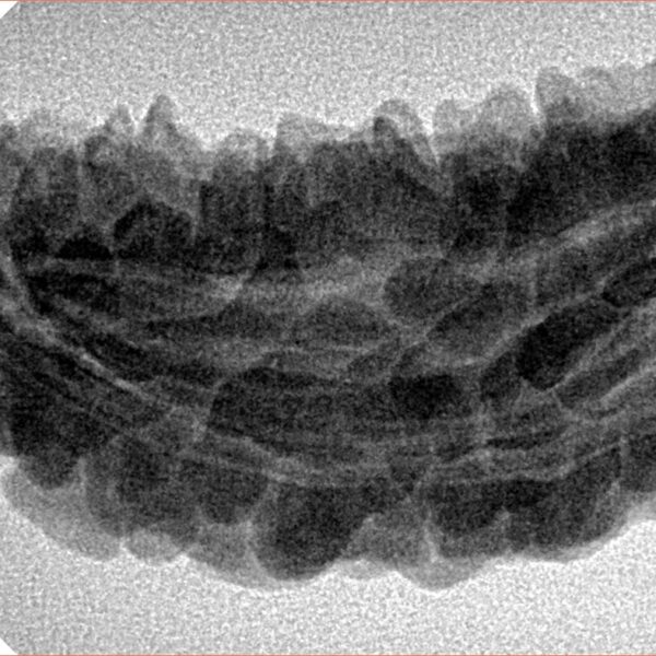 1 Mukhi Rudraksha 42.7mm 6.15gm - Inverse xray