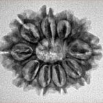 10 Mukhi Rudraksha 25.1mm 3.44gm - Inverse xray