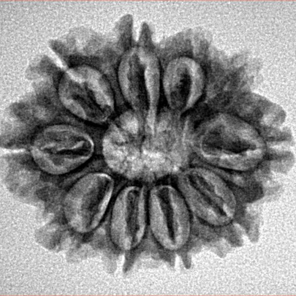 10 Mukhi Rudraksha 25.1mm 3.44gm - Inverse xray