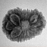 14 Mukhi Rudraksha 22mm 2.58gm - Inverse xray
