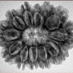 12 Mukhi Rudraksha 29.6mm 5.26gm - Inverse xray