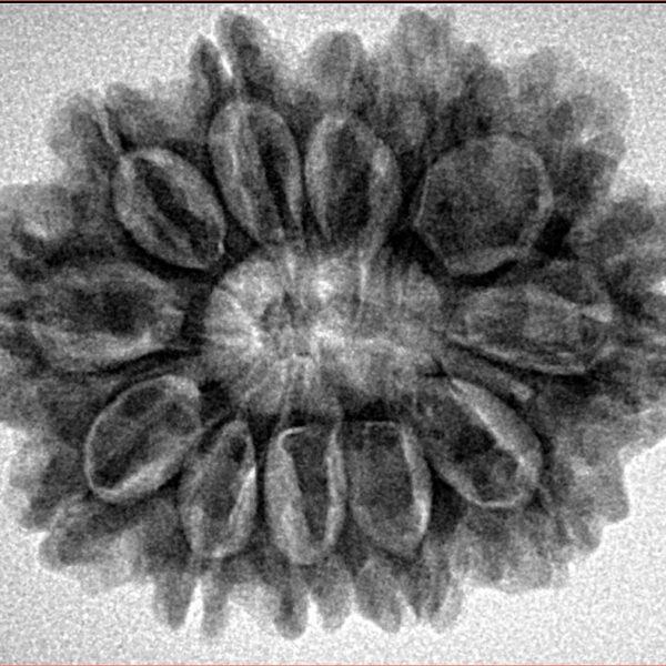 12 Mukhi Rudraksha 29.6mm 5.26gm - Inverse xray