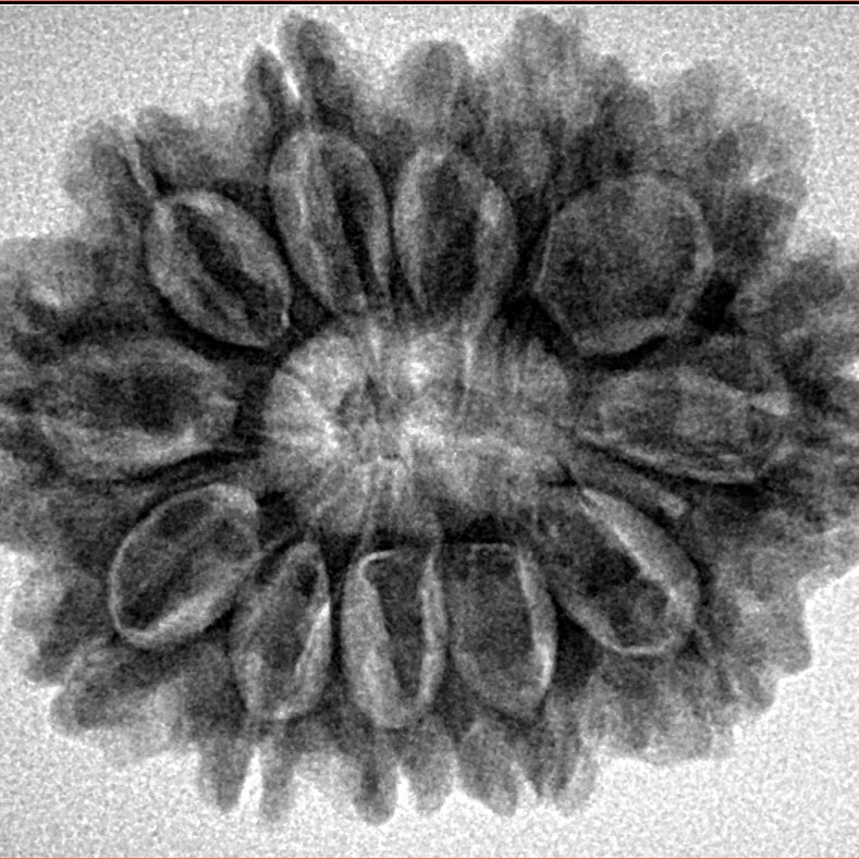 12 Mukhi Rudraksha 29.6mm 5.26gm - Inverse xray