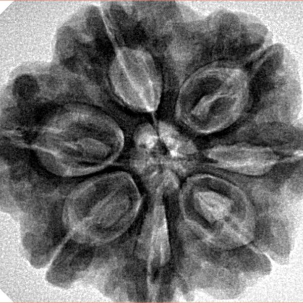 7 Mukhi Rudraksha 28.3mm 7gm - Origin: Nepal - Inverse xray